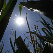 Il mare scotta e giugno è stato il secondo più bollente di sempre: il punto sul caldo