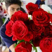Vuoi una rosa?