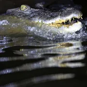 Il muso grigiastro di un coccodrillo, con la bocca semiaperta tra schizzi d'acqua
