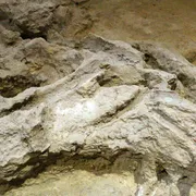I Neanderthal, falegnami della Preistoria: nuove scoperte in Catalogna