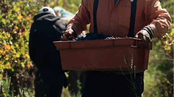 Vino e olio sono nei guai: la produzione abbonda,
le vendite no