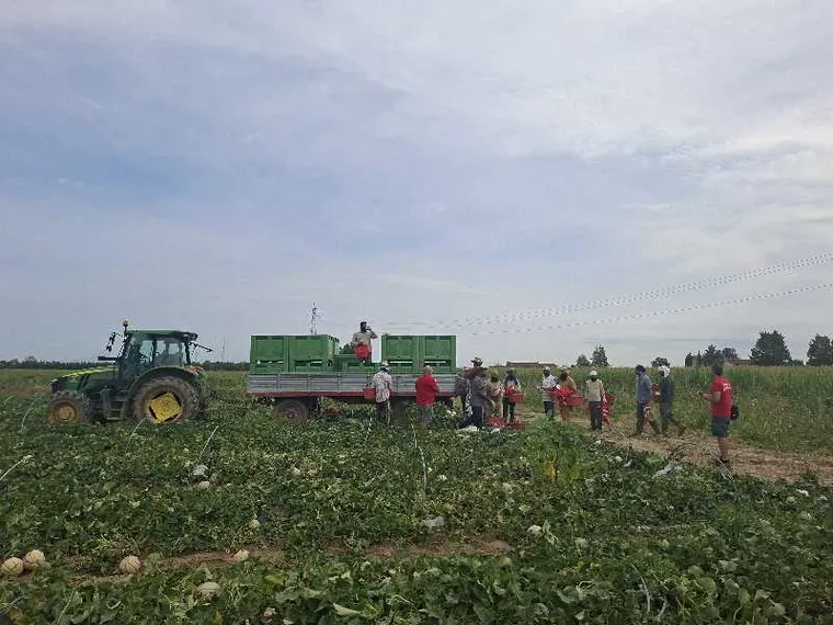 A 40 gradi, tra i padri indiani che lavorano nei campi di meloni: «Diamo un futuro ai nostri figli»