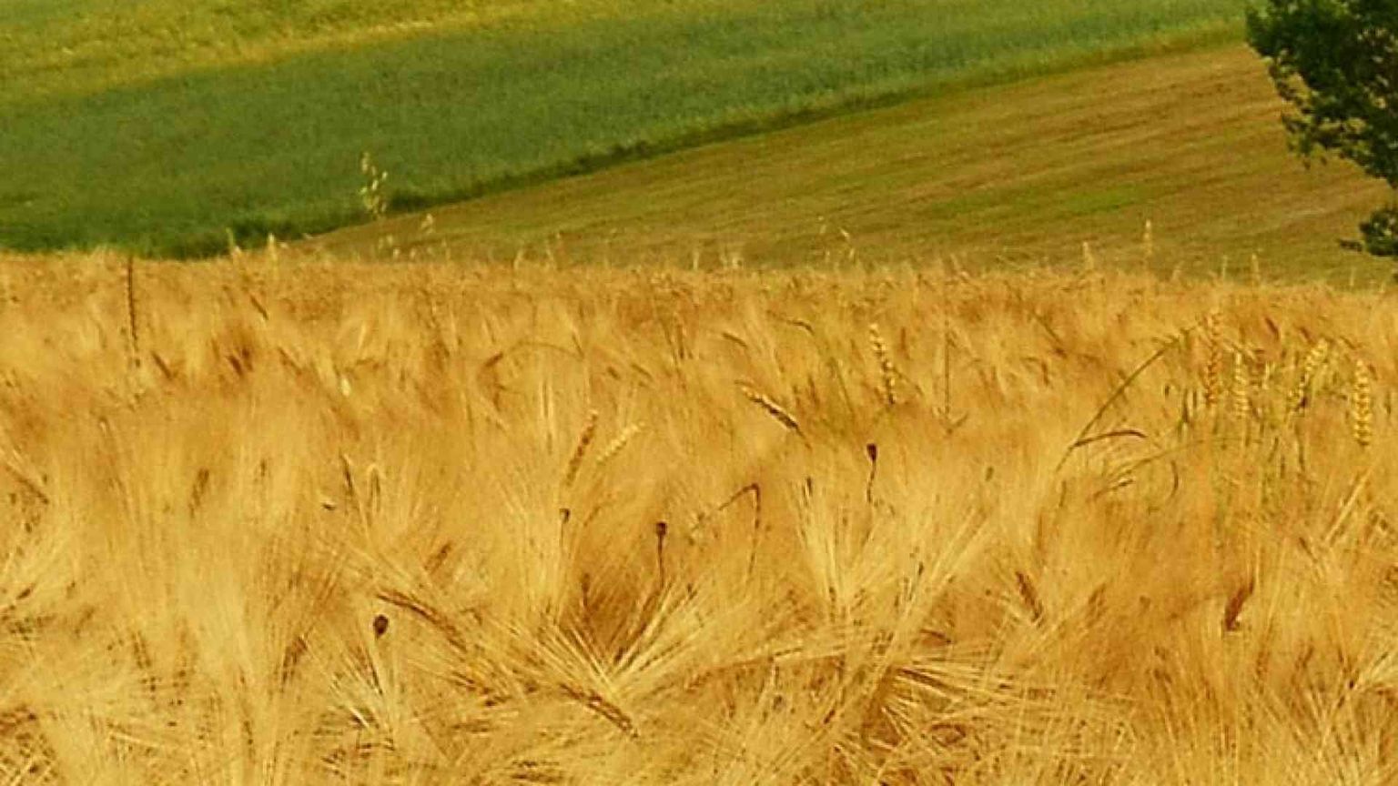 Guerra del grano non è in gioco solo il prezzo