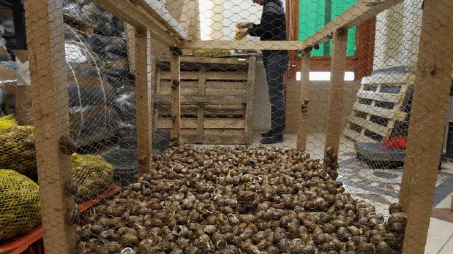 La corsa degli allevatori di lumache. I leader del settore sono a Palermo