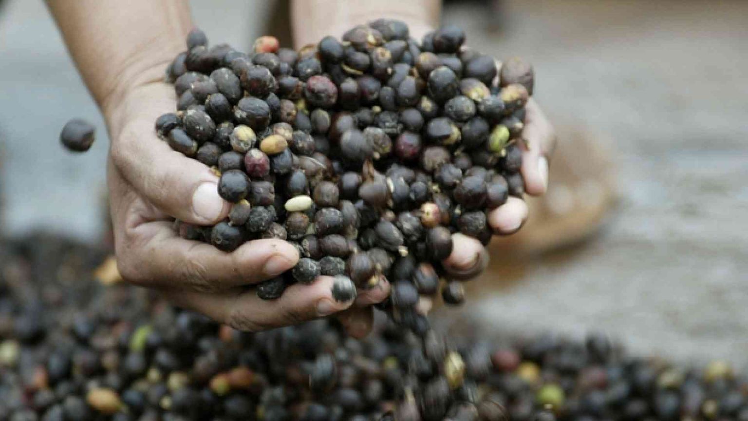 La napoletana Kimbo punta alla Lombardia e all'export