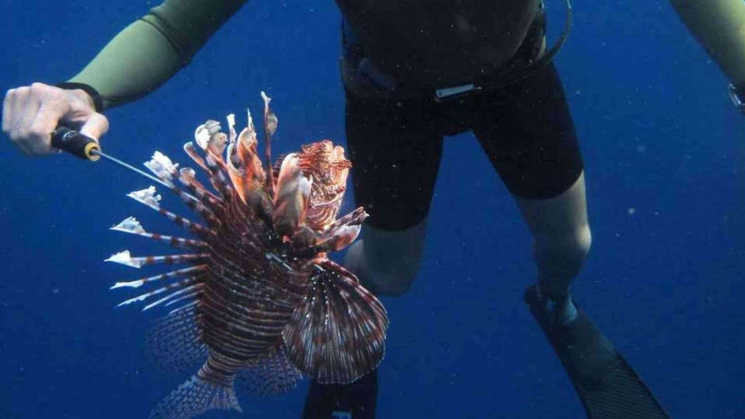 Nel Mediterraneo pesci tossici tropicali e alghe infestanti