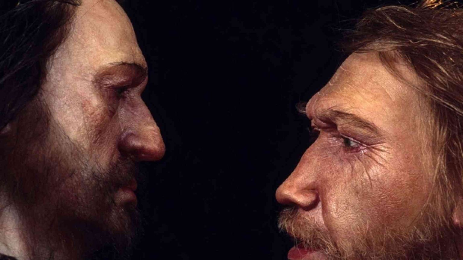 Sapiens e Neandertal, la storia di un incrocio
