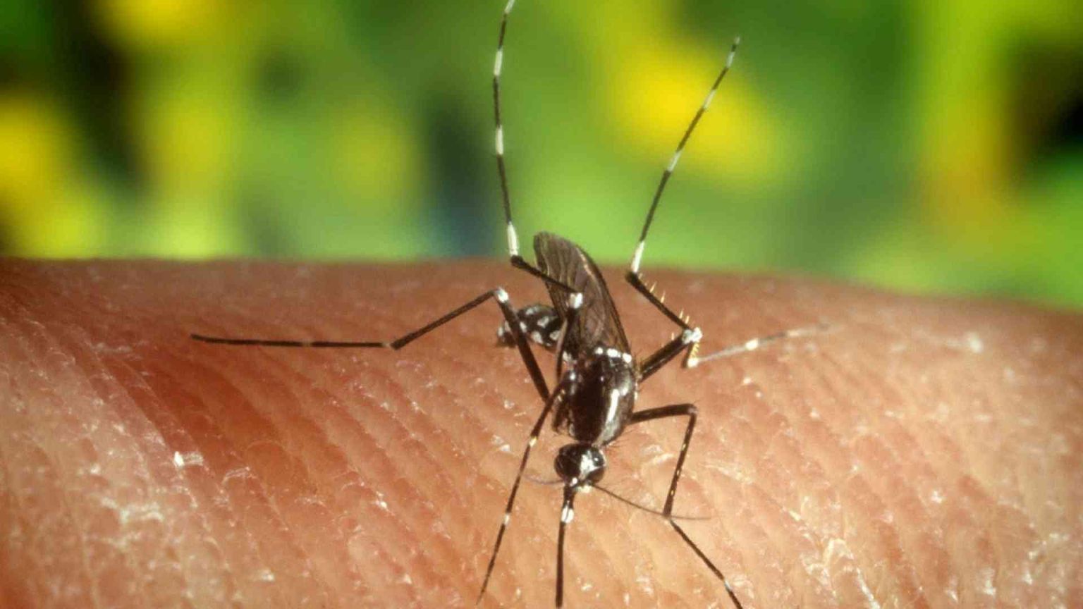 Come si trasmette la malaria? L'Italia è a rischio? Le risposte per capire