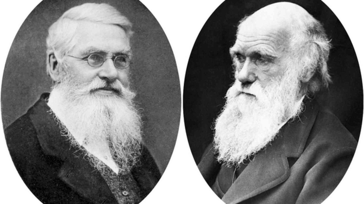 Darwin, il caso Wallace e la mano di Dio