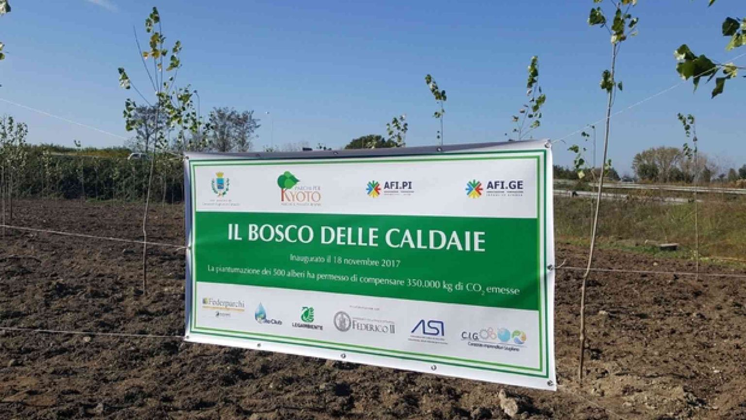 Un bosco di pioppi nella Terra dei fuochi