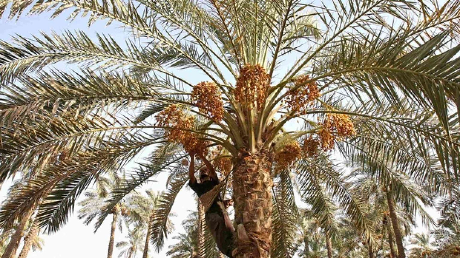 Dall'Iran i datteri prelibati