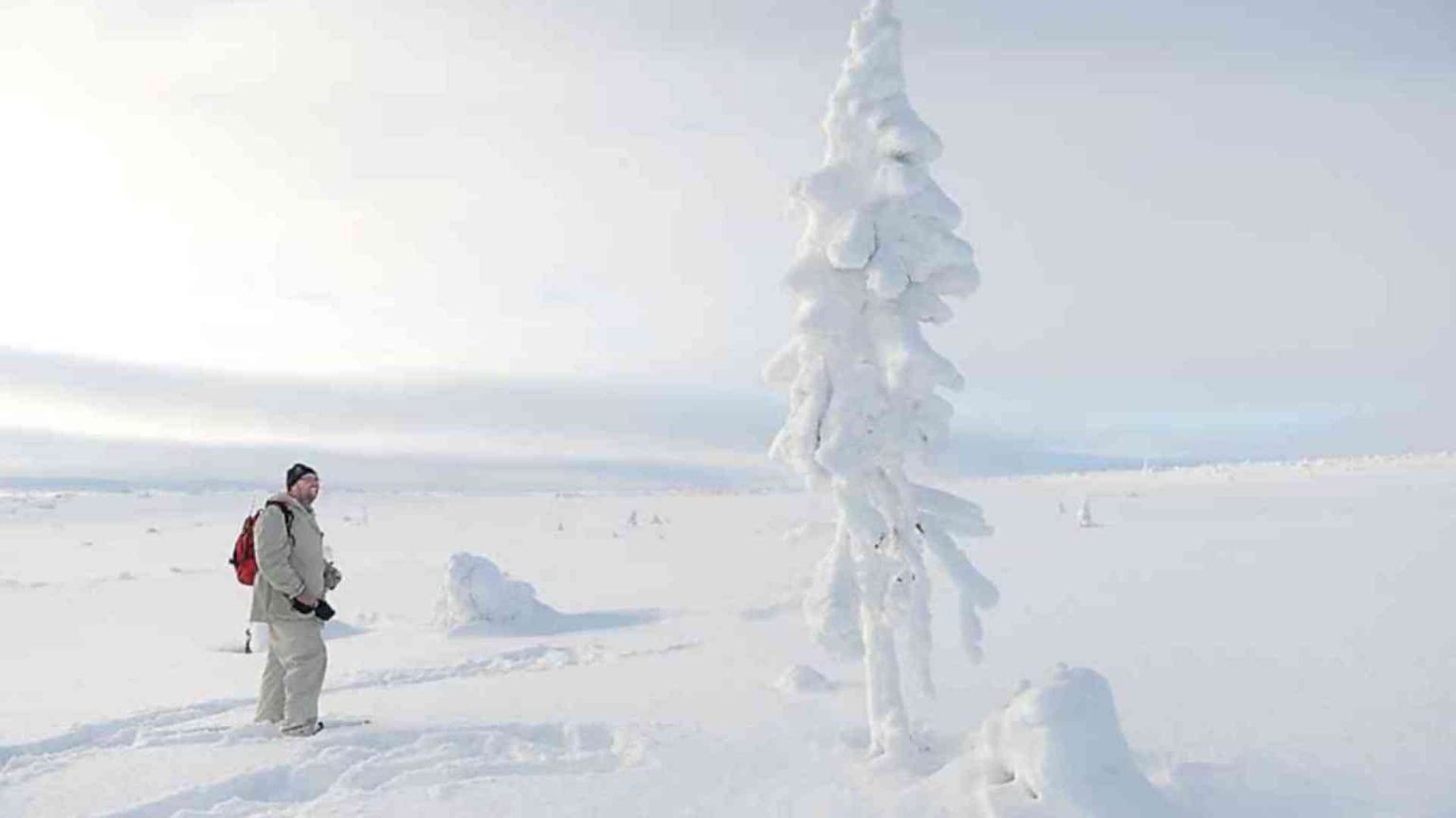 In Svezia l’abete rosso che nacque nell’Era glaciale