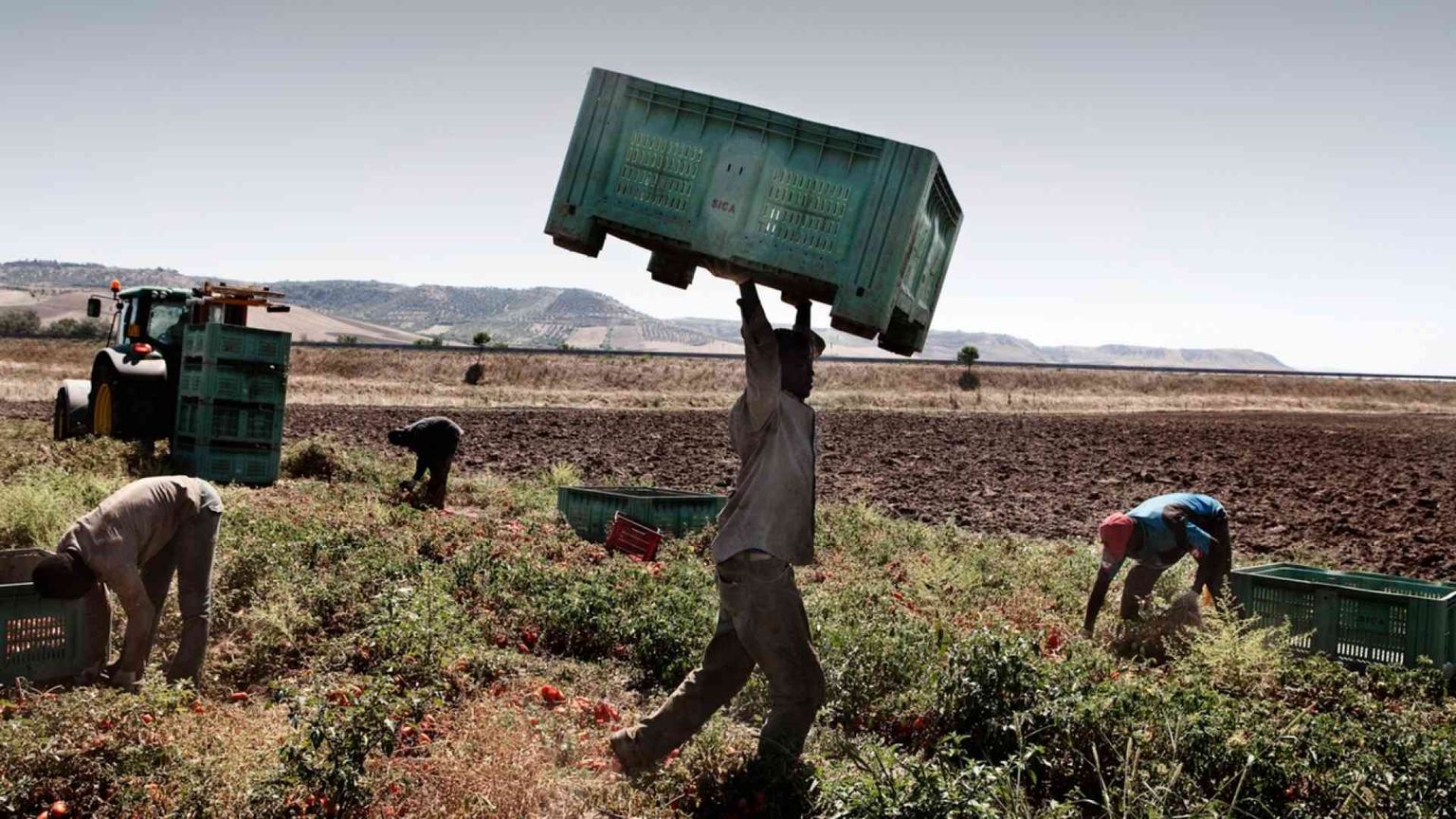 I negrieri delle campagne: 1 euro per ogni cassetta di mandarini