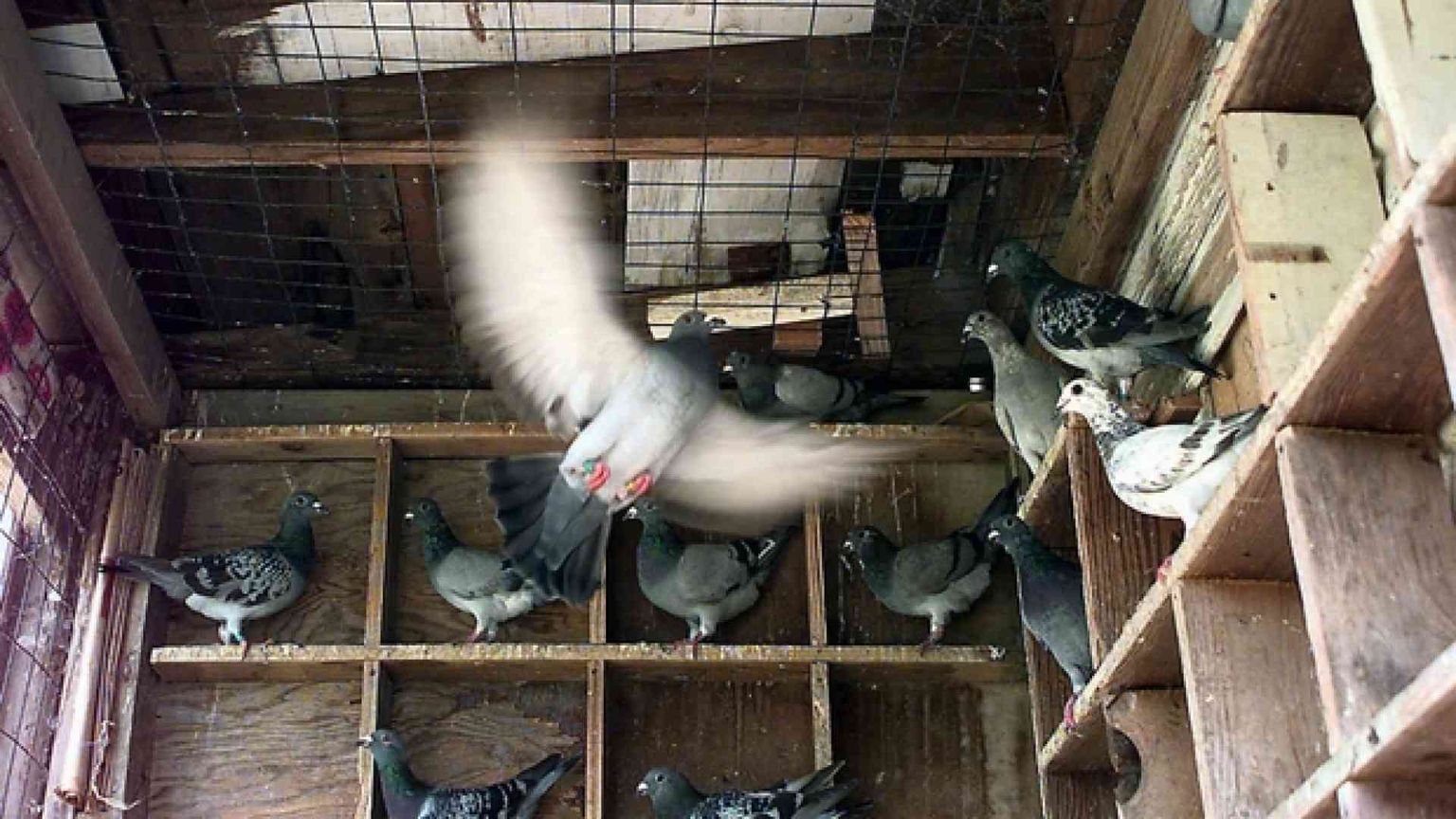 Prezzi folli per le gare di piccioni viaggiatori