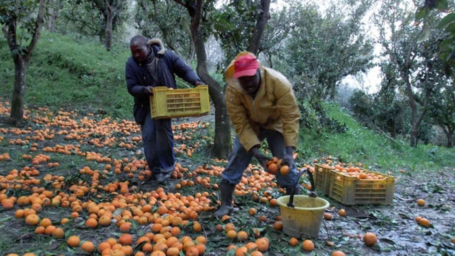 Nei campi è boom di irregolari. Un progetto Caritas