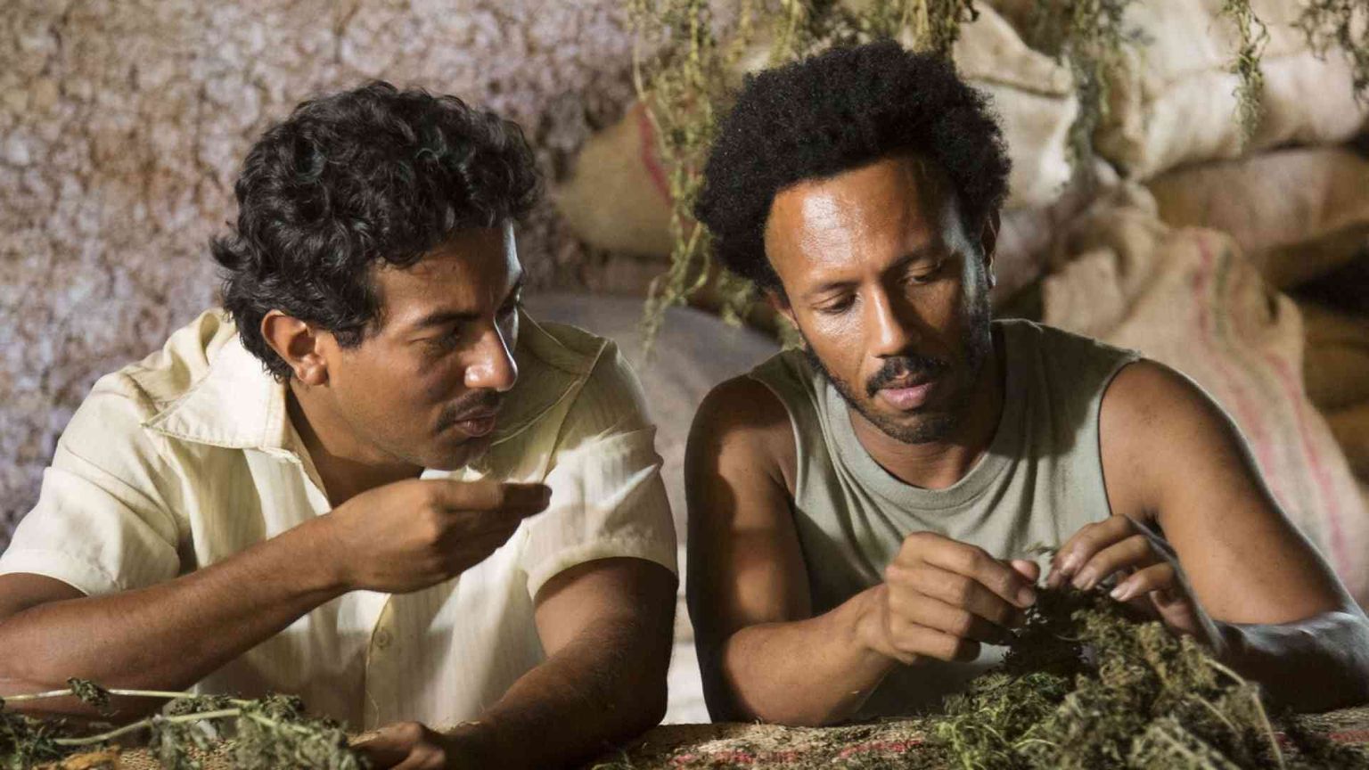 «Oro verde»: quando la Colombia scoprì la droga e perse l'innocenza