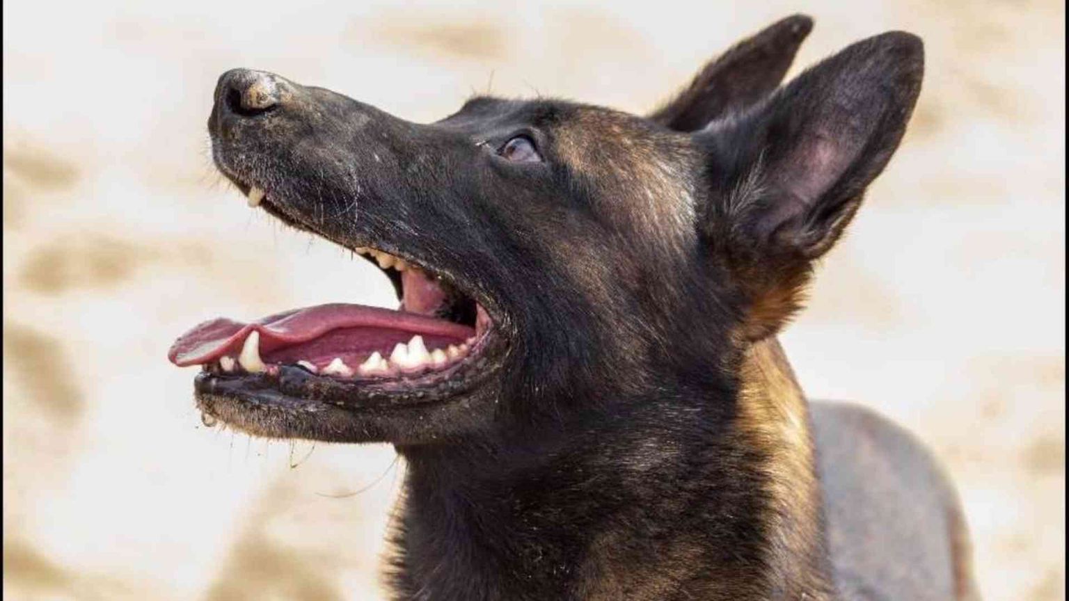 Onori al cane delle forze speciali morto in guerra