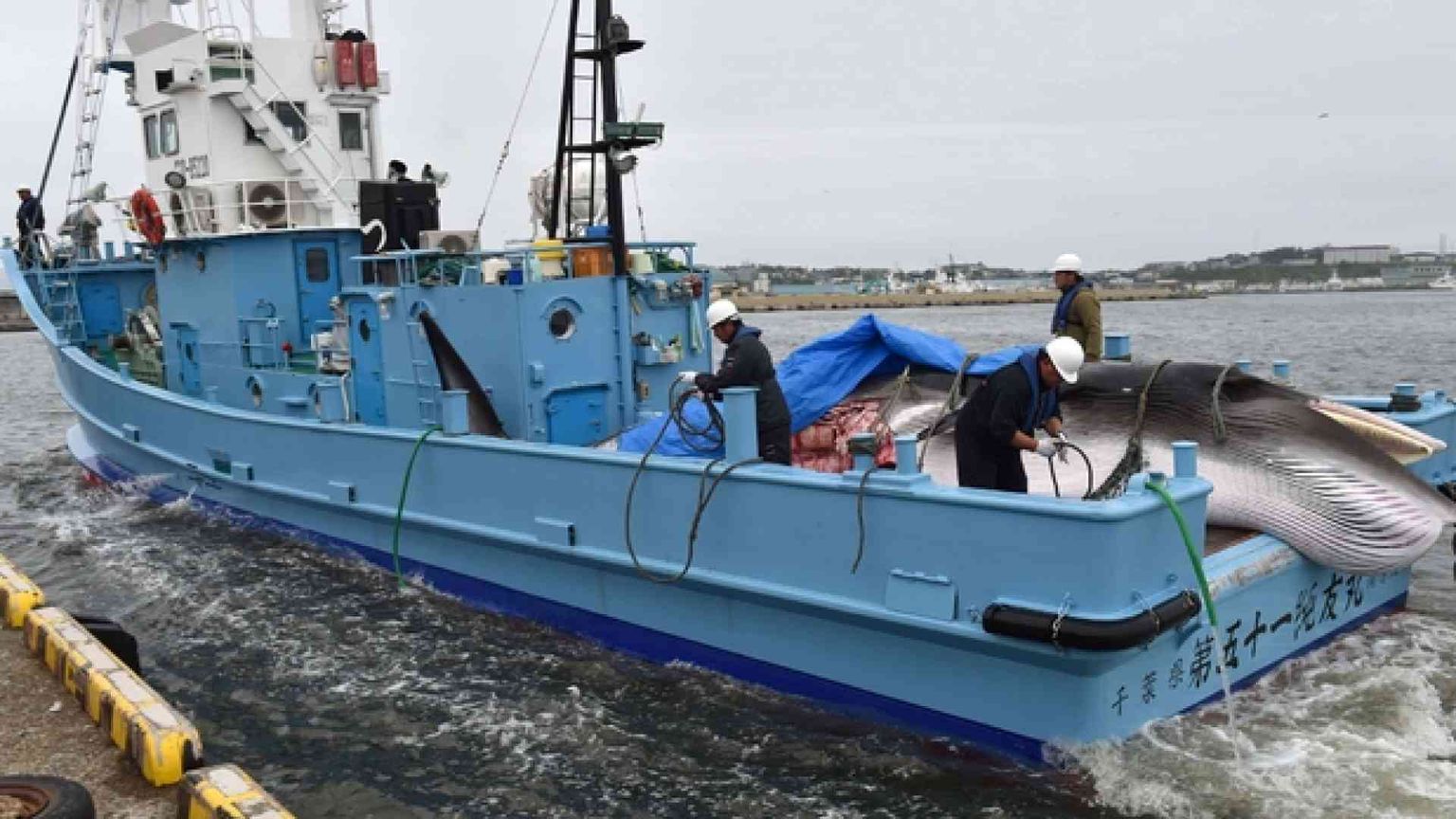 Caccia alla balena Tokyo riparte: «È nostro diritto»