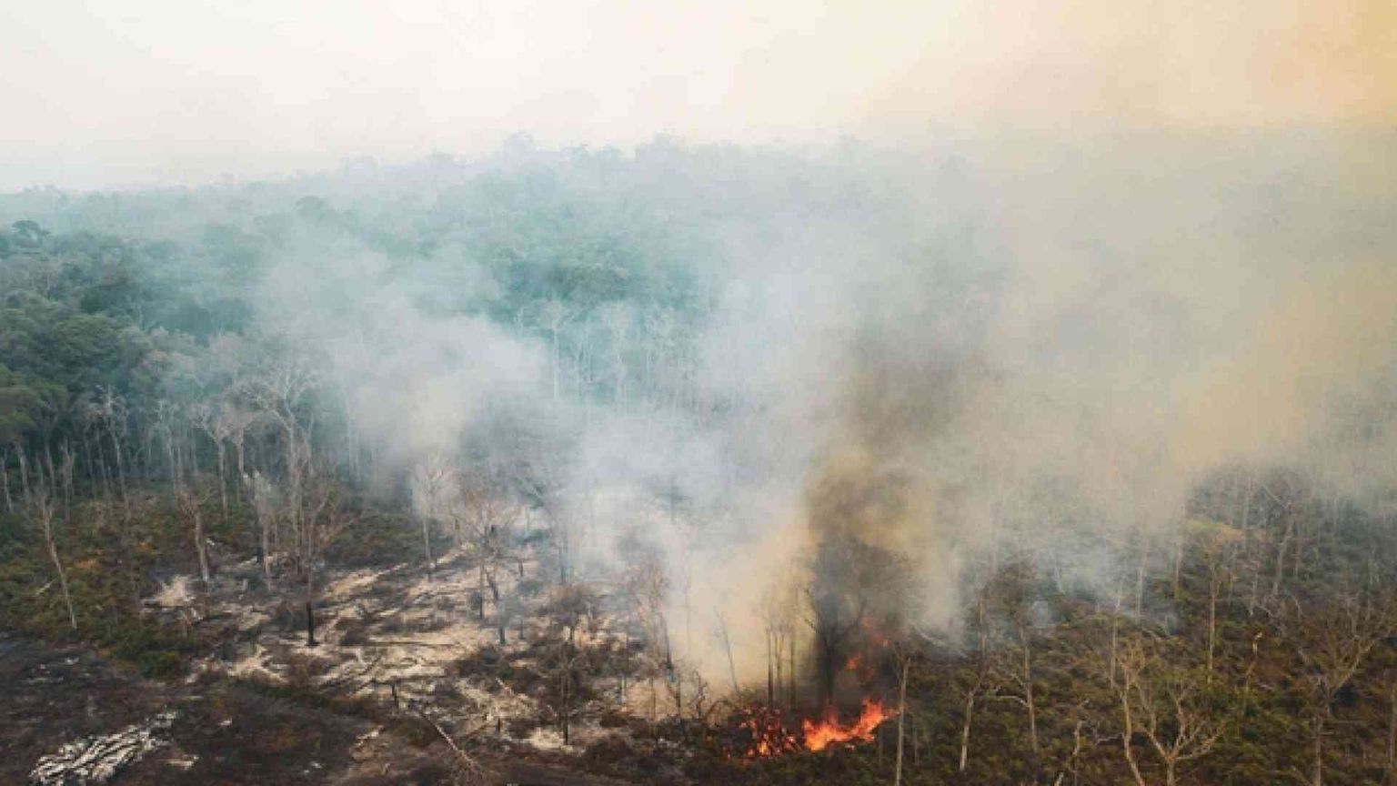 Senza l'Amazzonia per il mondo c'è poca speranza di vita