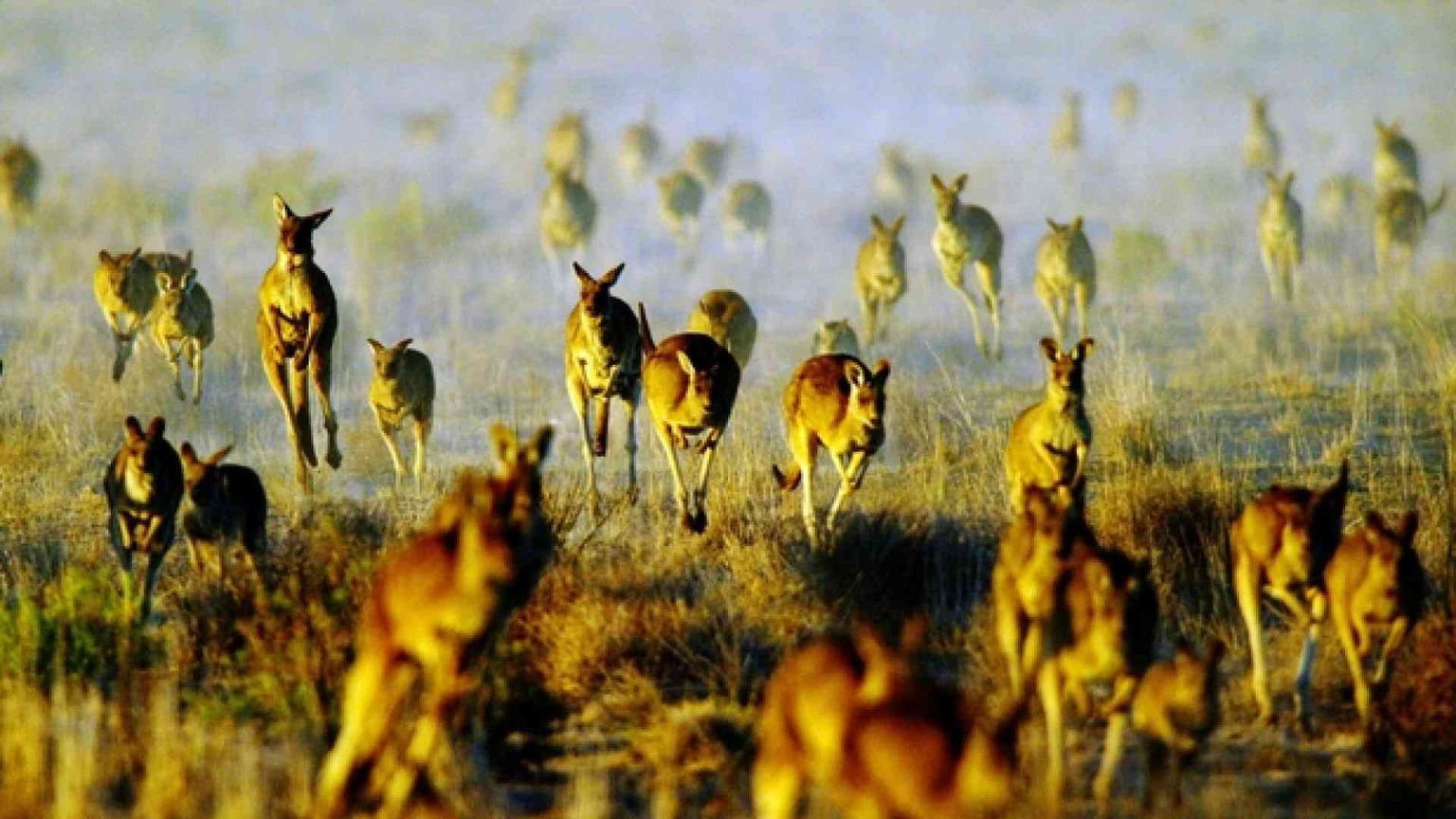 La strage dei canguri in Australia