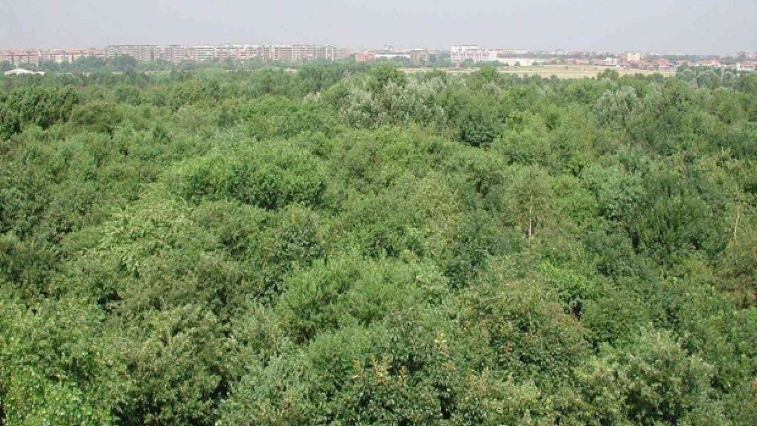 In Italia le foreste aumentano. L'emergenza verde è nelle città