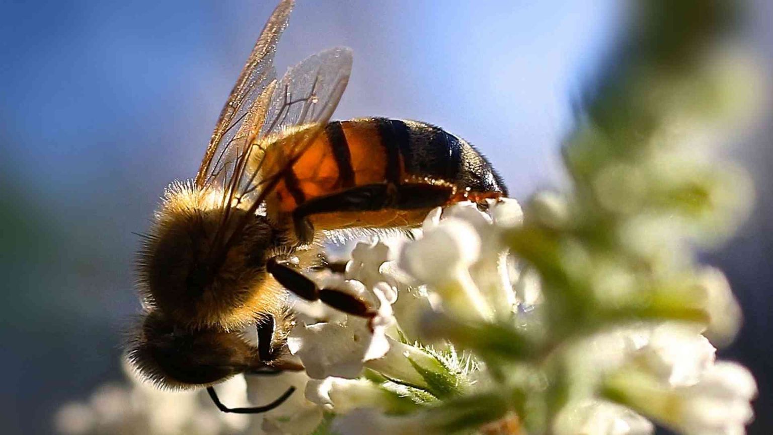 Le api vittime del boom del latte di mandorla