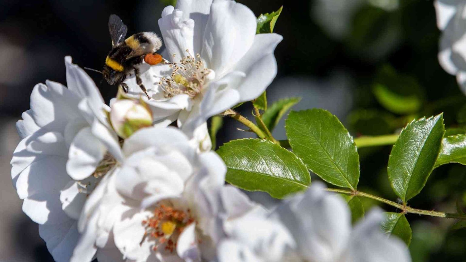 La Cei: siamo custodi, non padroni. Va cambiato il modo di vivere