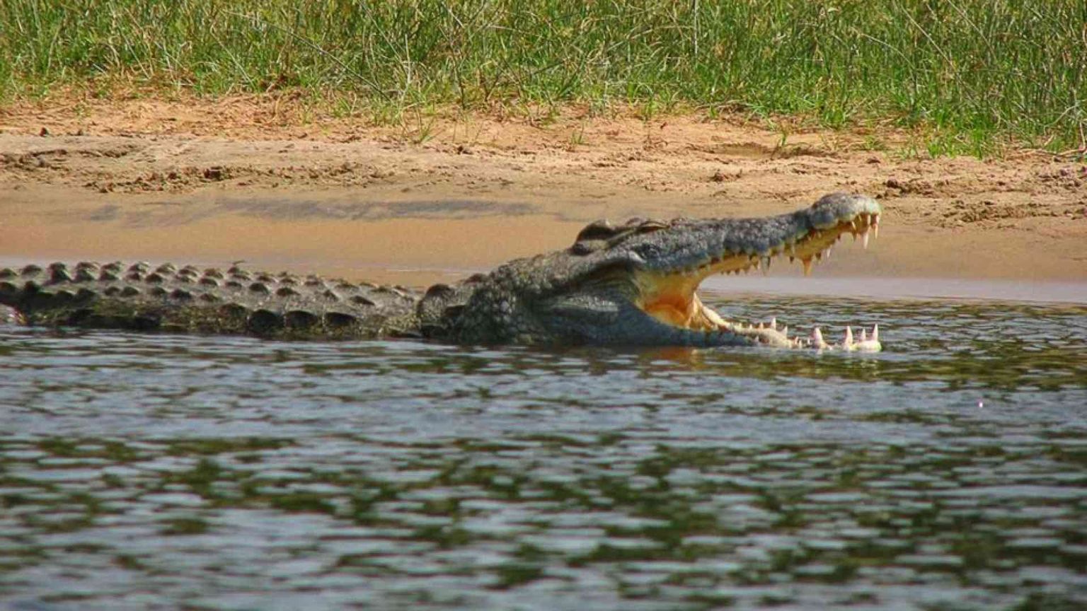 Prima di Colombo, il coccodrillo: 7 milioni di anni fa colonizzò l'America