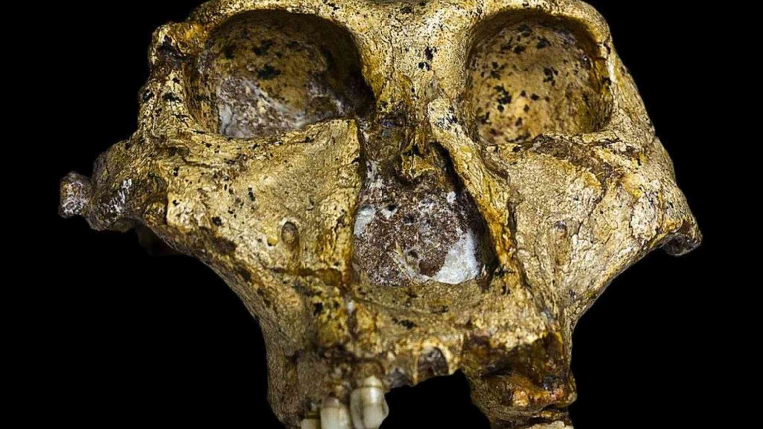 La scoperta di un cranio fossile riscrive la storia degli ominini
