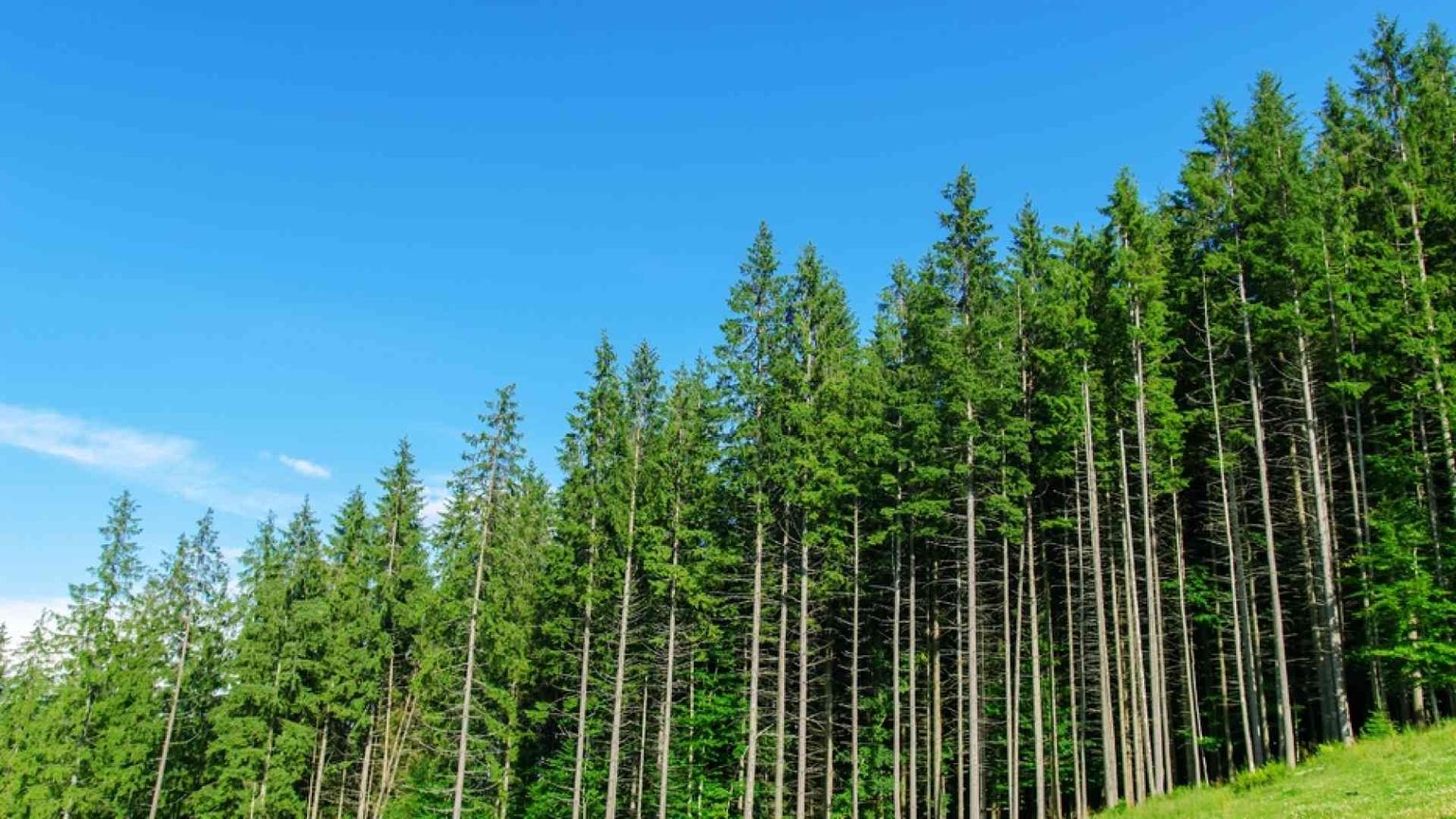 Tutti vogliono investire sulle foreste