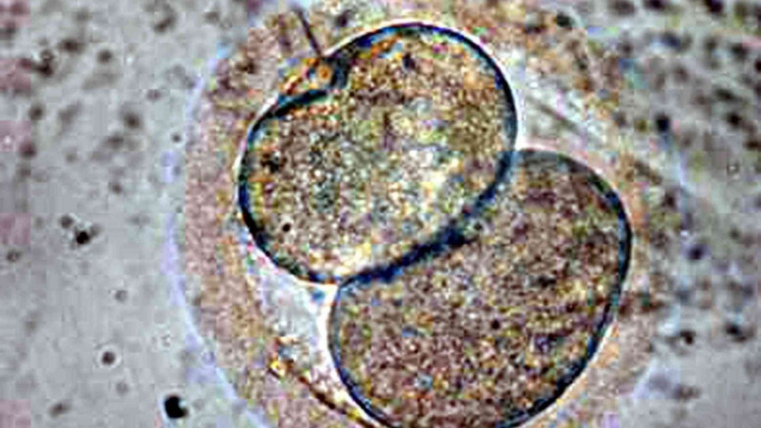 Embrioni in provetta contesi, i giudici: «Può decidere solo la donna»