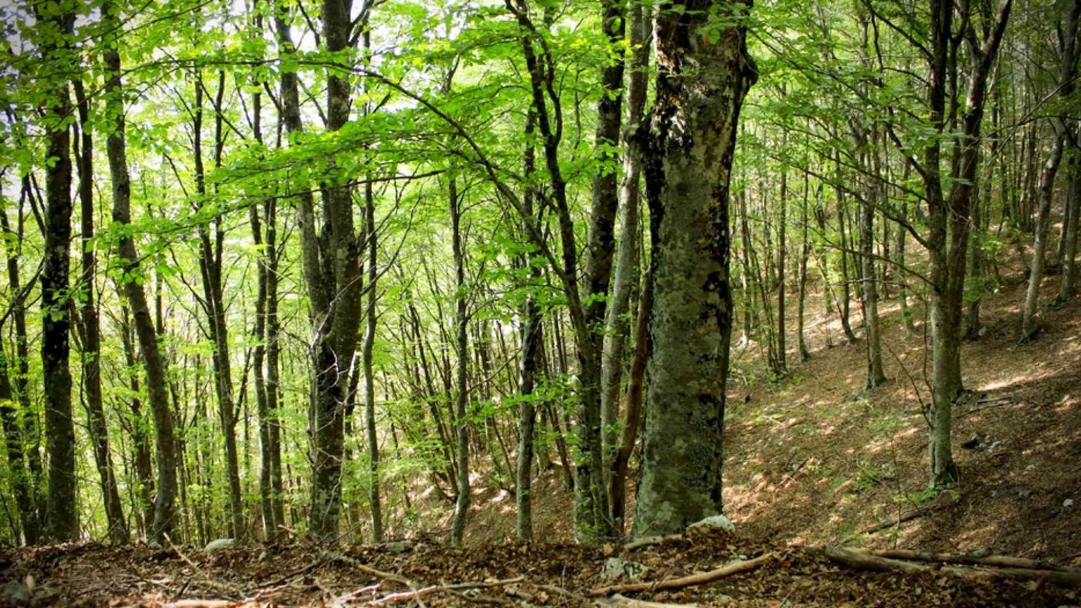 Sulla tassonomia degli investimenti la politica batte la scienza