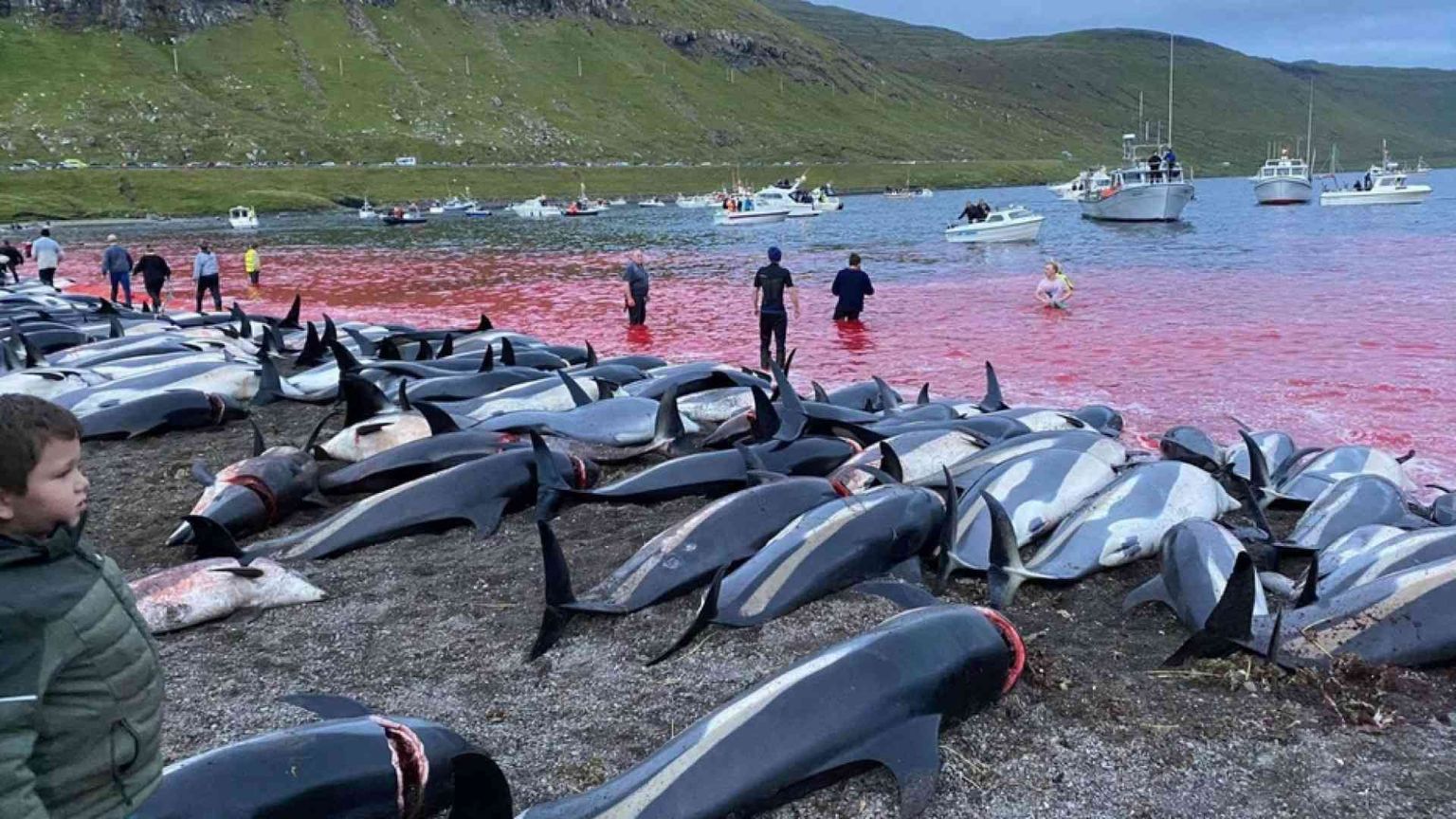Mattanza alle isole Faroe: uccisi 1.500 delfini bianchi