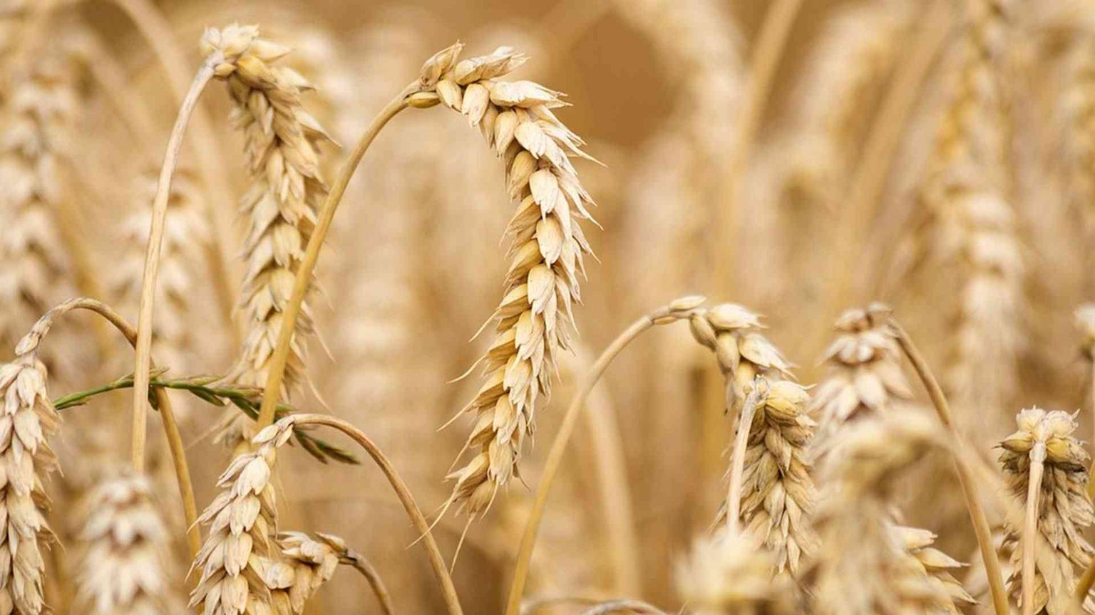 La crisi globale del grano duro rischia di lasciarci senza pasta