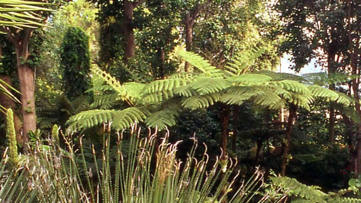Il giacinto d'acqua del Benin: veleno trasformato in oro verde