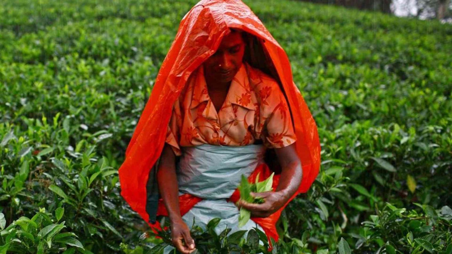 Tè in cambio di petrolio: lo strano patto Sri Lanka-Iran