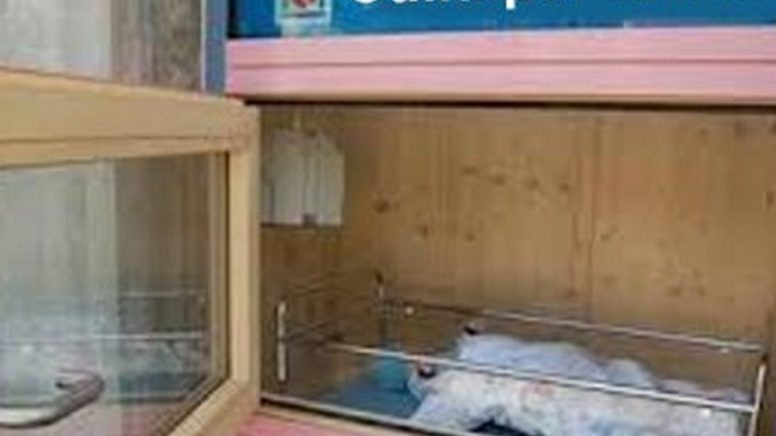 Parto anonimo e «culle per la vita»: due alternativa seria all'aborto