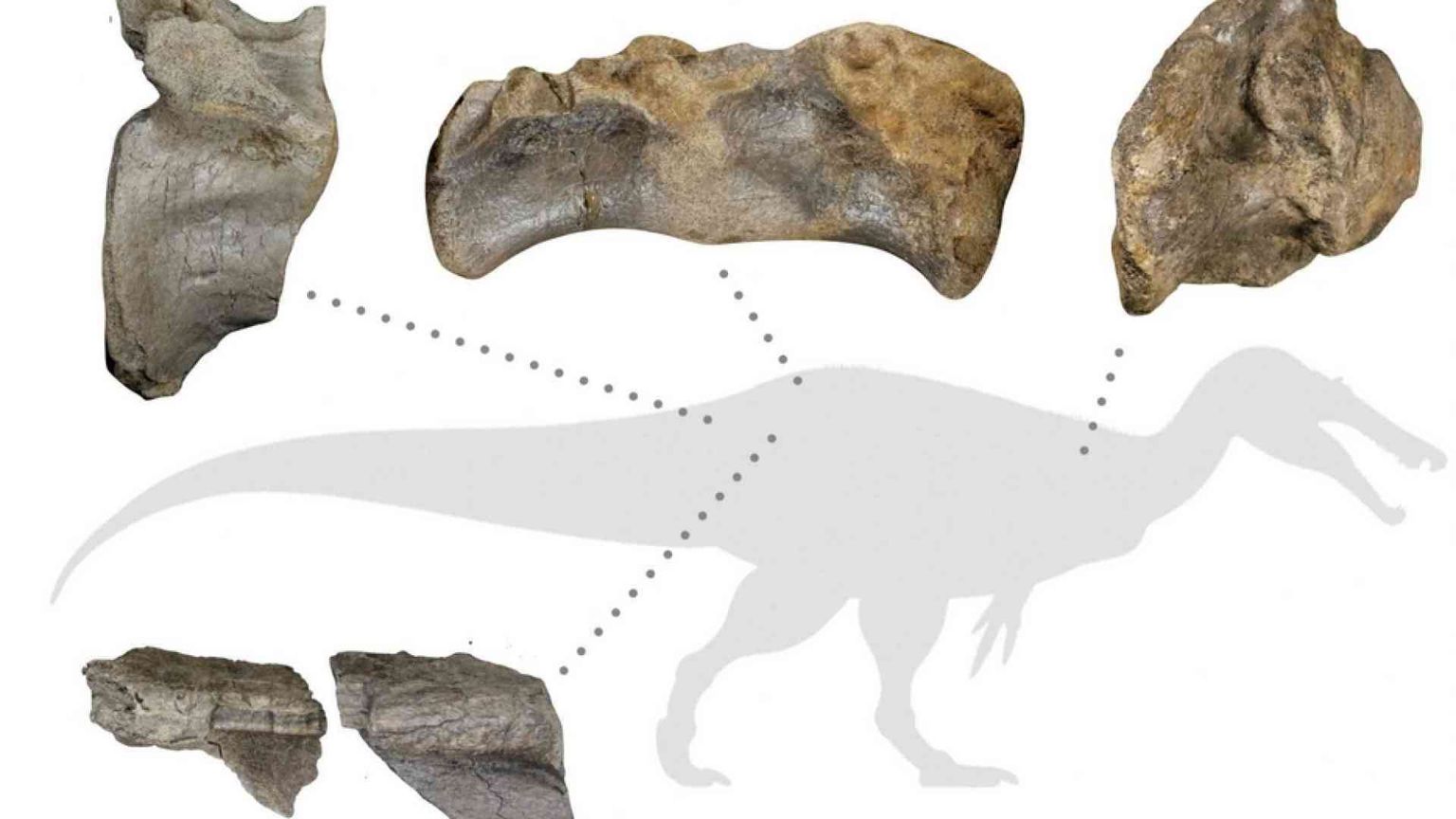 Ecco i resti del più grande dinosauro vissuto in Europa