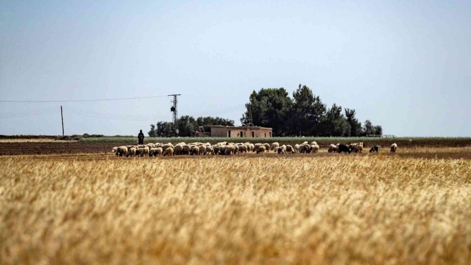 Nessuna intesa sui cereali e la produzione mondiale cala per l'emergenza clima