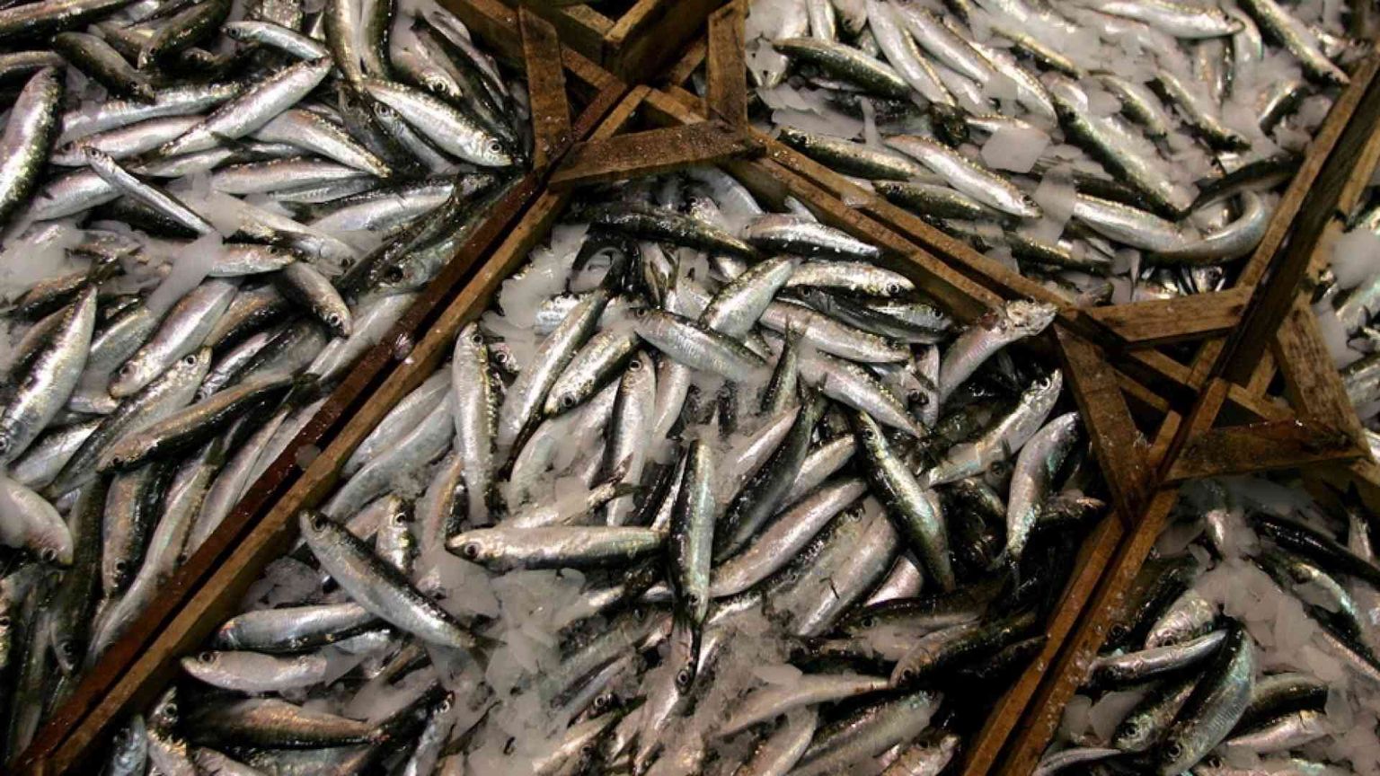 Lo spreco che decima i pesci dalle reti fino alla nostra tavola