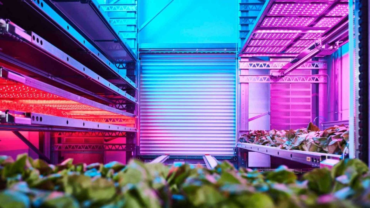 Grazie all'«agricoltura verticale» la terra promette cibo per tutti