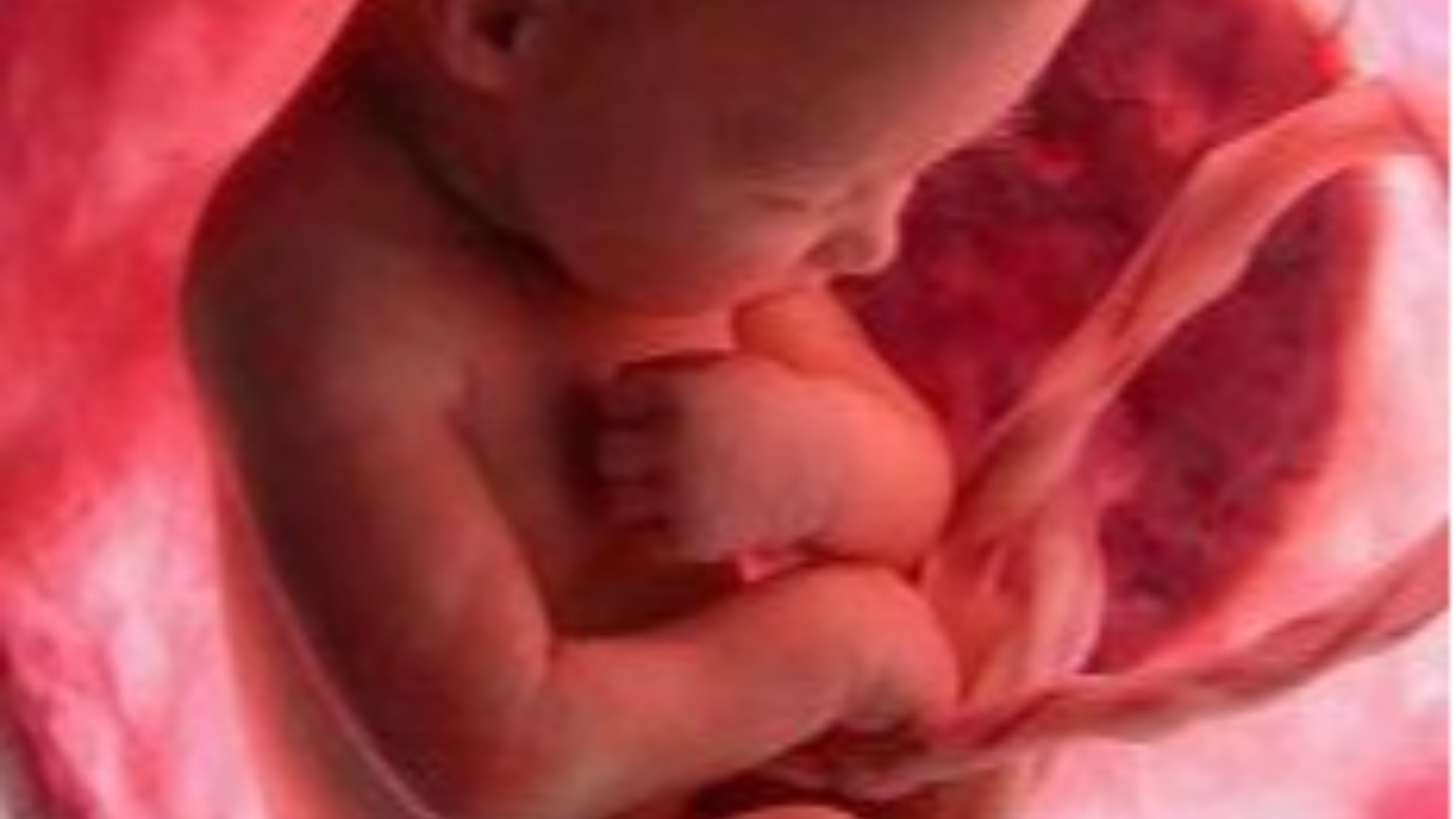 «Riconoscere la capacità giuridica del concepito»