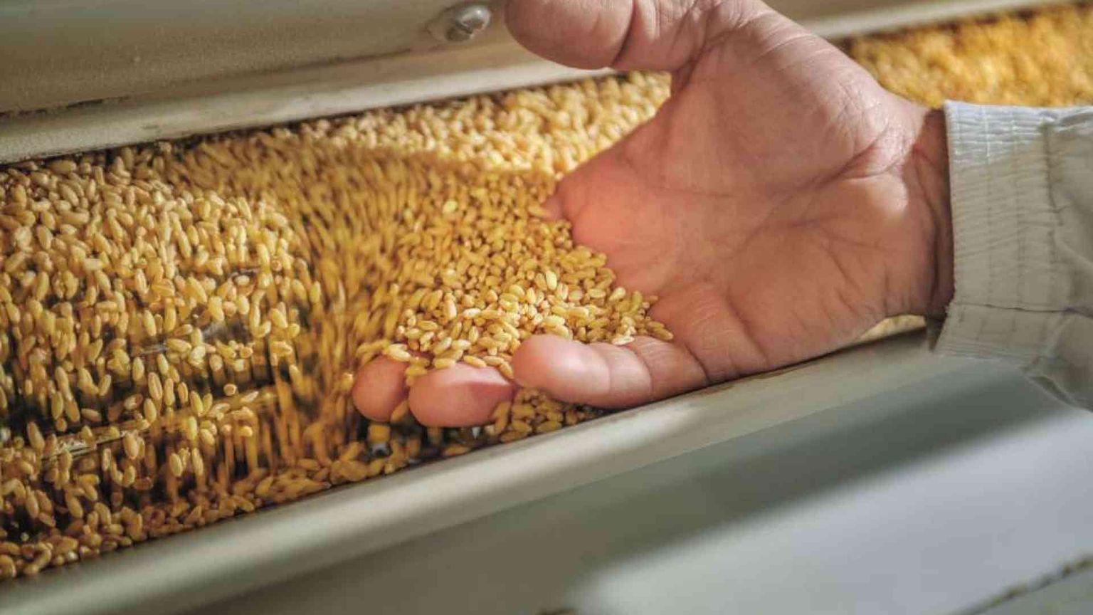 La Molisana ha la ricetta per fare bene al territorio