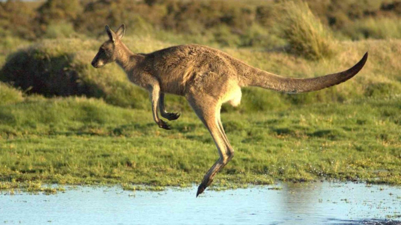 Ecco perché non ci sono canguri fuori dall'Australia