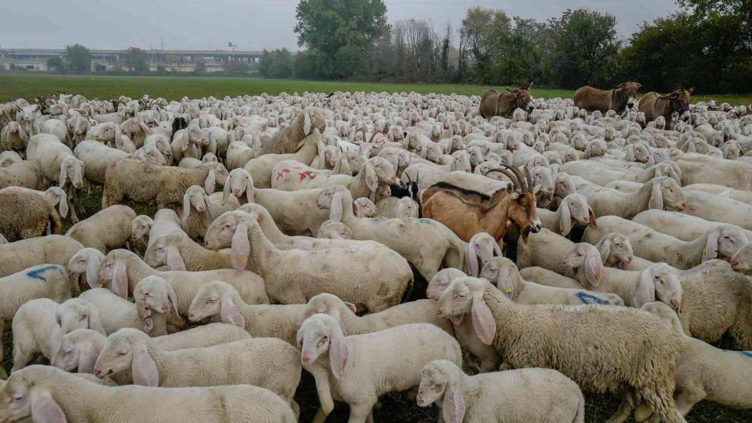 In Sardegna arrivano cento pastori kirghisi