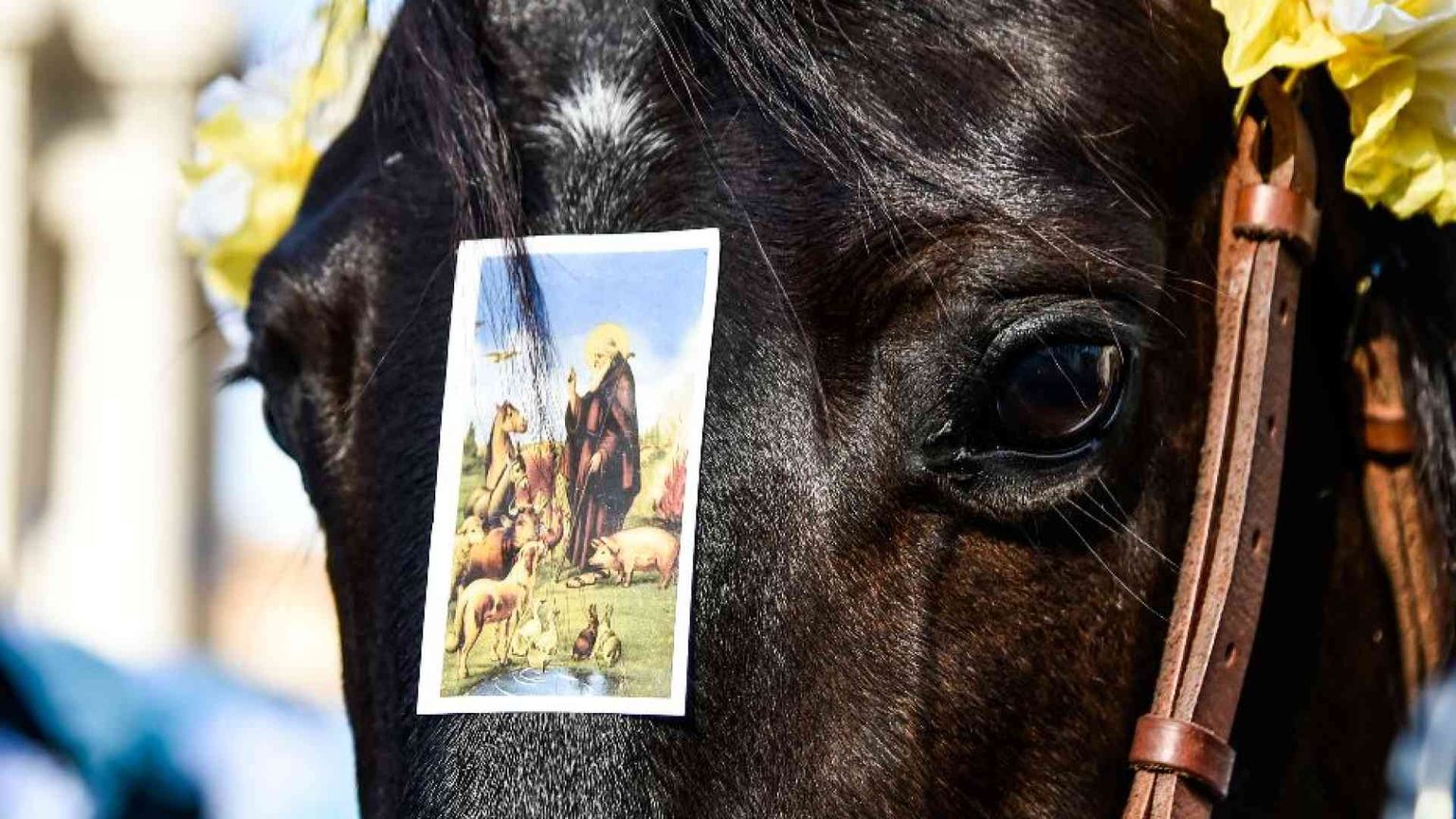 Antonio abate, si benedicono animali e stalle