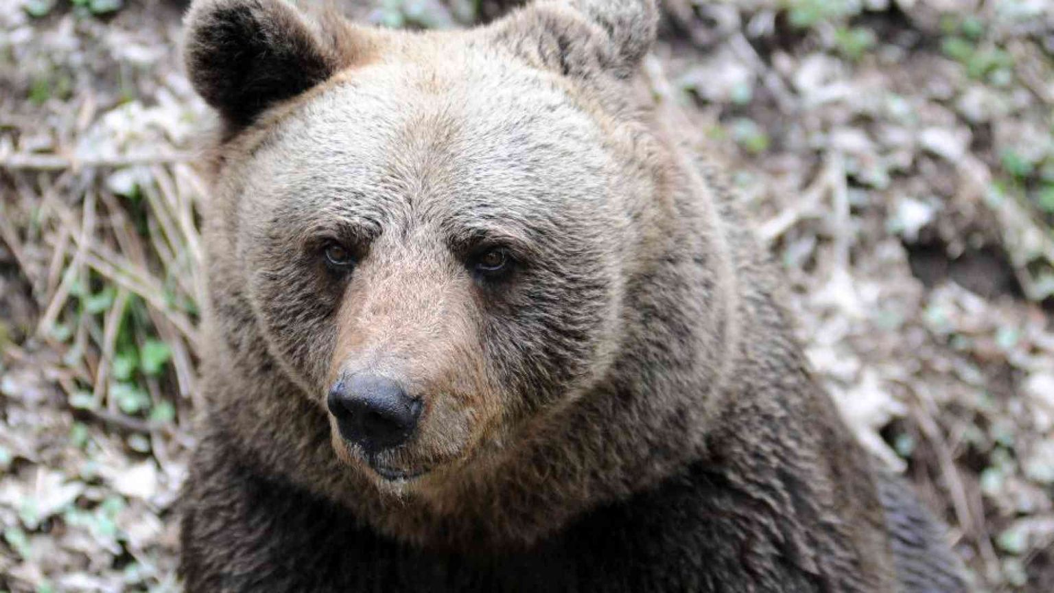 L'abbattimento di M90 segna un punto di svolta nella convivenza con gli orsi