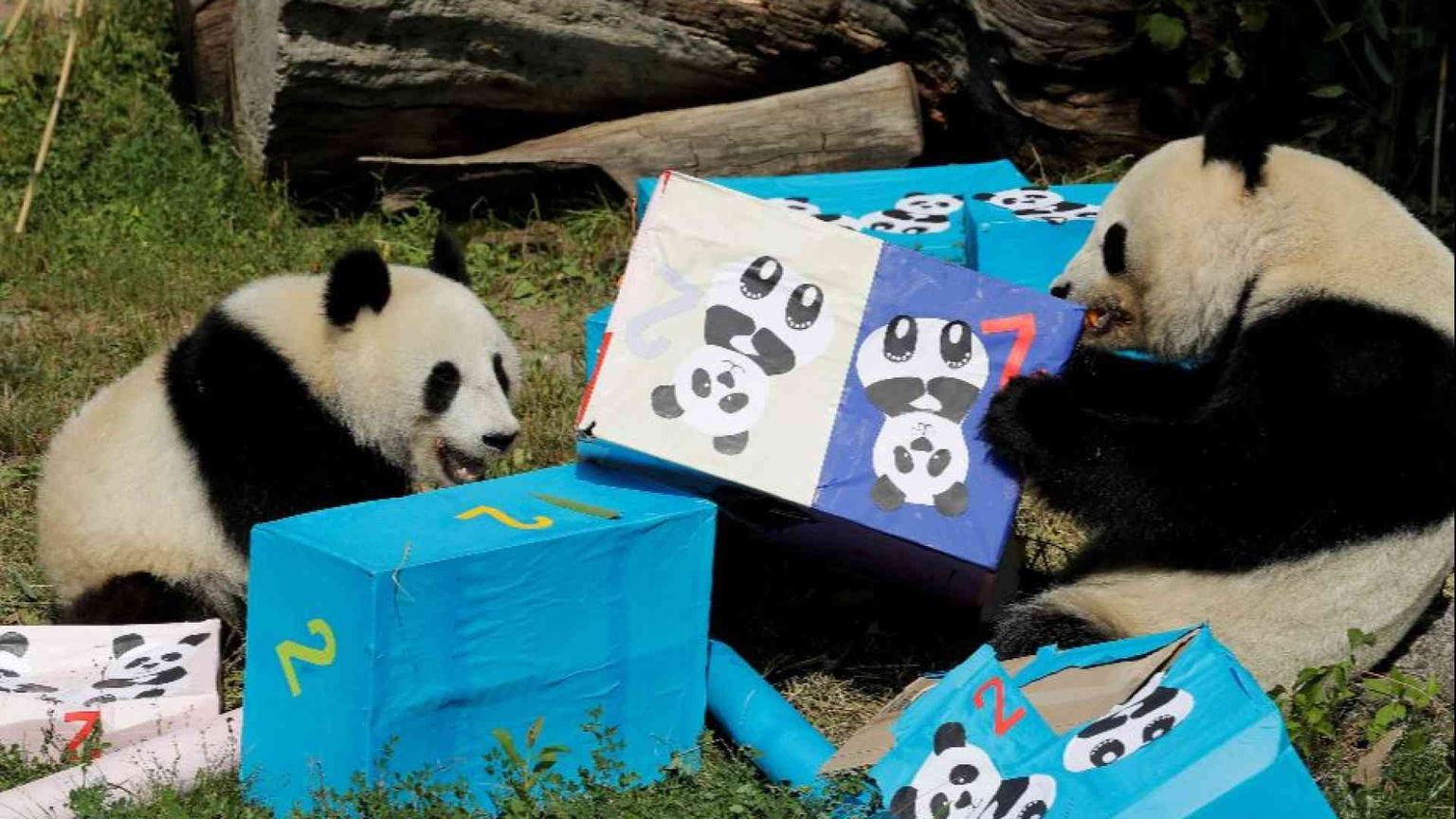 La Cina rilancia la diplomazia dei panda verso gli Usa