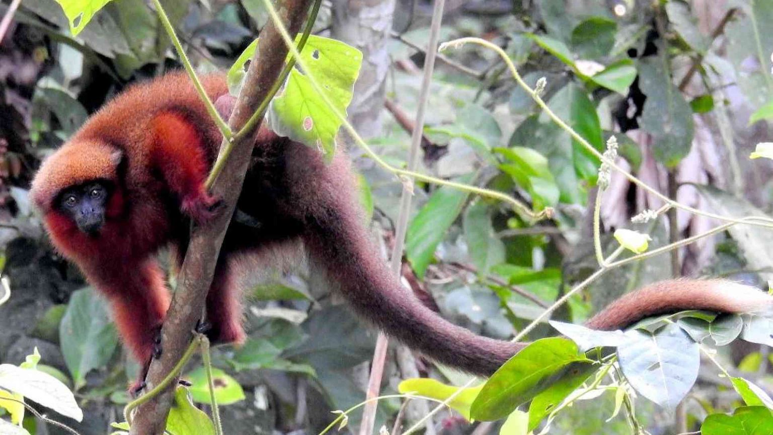 Scoperto come e perché l'uomo ha perso la coda