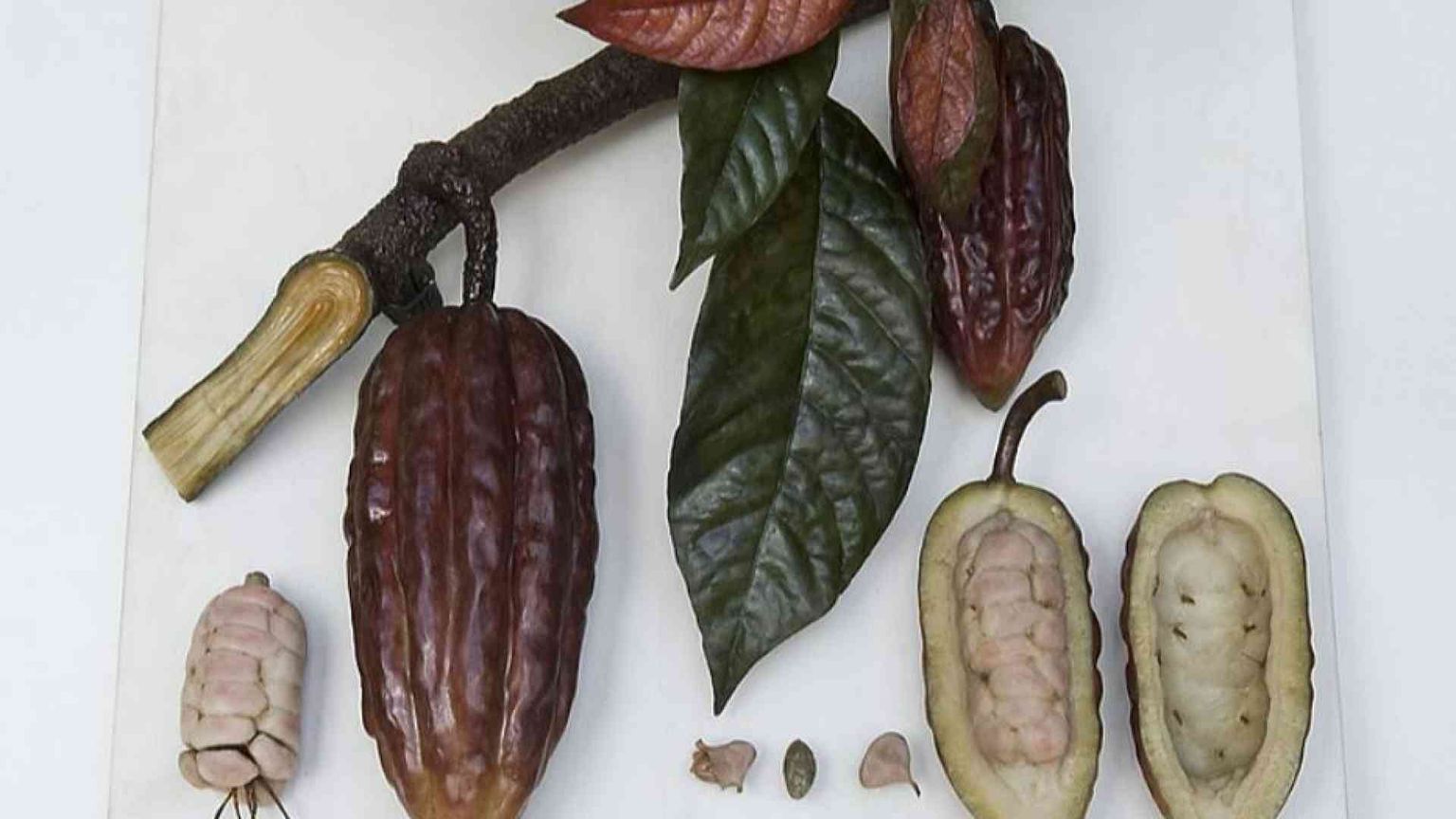 Quando è stato addomesticato il cacao? Lo svela la genetica
